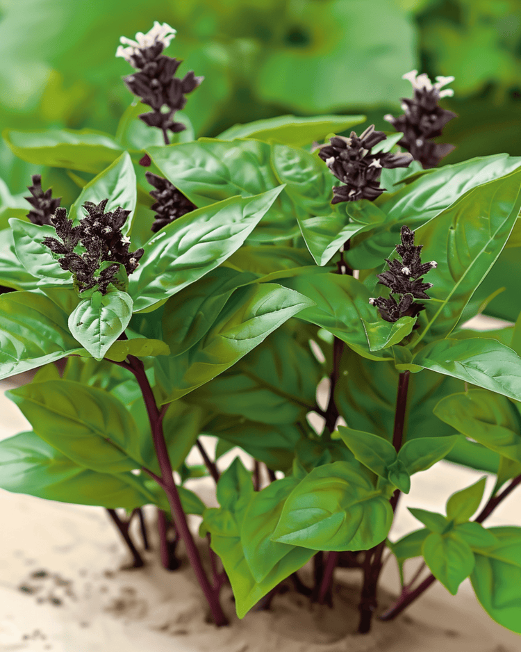 Thaibasilika (Ocimum basilicum) siemenistä kasvatettuna – helppo yrtti aloittelijoille