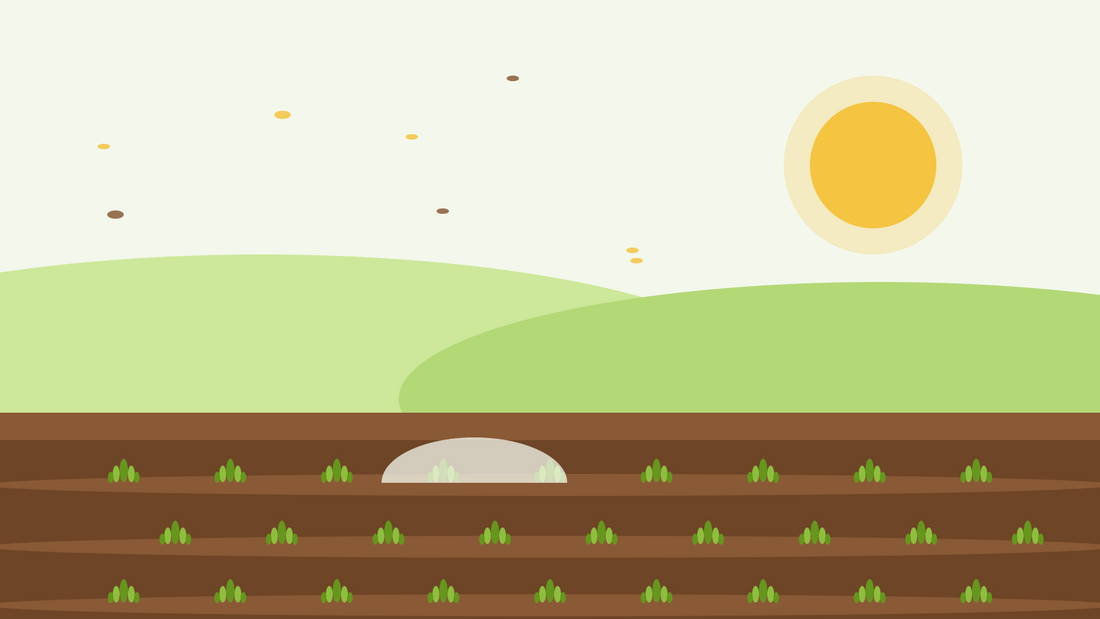 Semina autunnale di annuali rustiche — illustrazione piatta di solchi di semina con giovani rosette verdi sotto un telo di vello e un basso sole autunnale