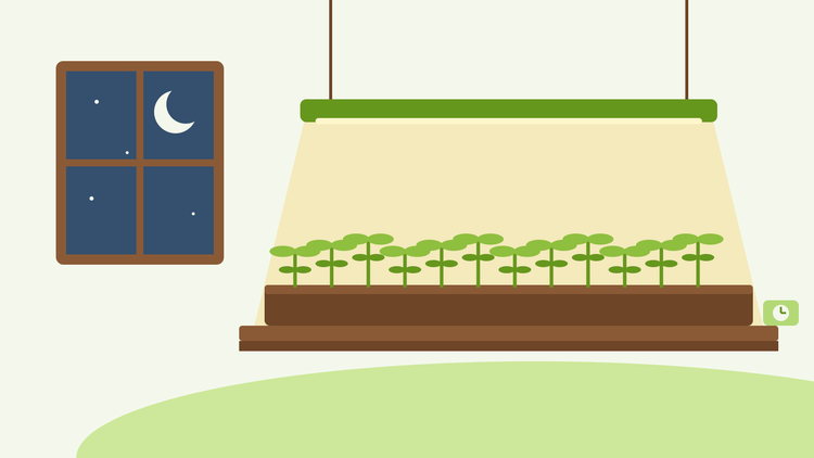 Grow lights for seedlings — flat illustration of an LED grow light hanging over a tray of young seedlings on a shelf, with a dark winter night in the window and a plug-in timer