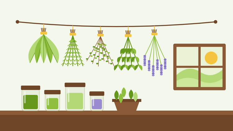 How to dry herbs — flat illustration of bunches of sage, rosemary, thyme, mint and lavender hanging upside down on a line above a shelf of jars of dried herbs, with a window and sun