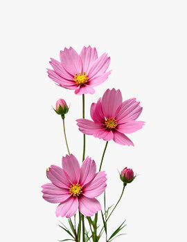 collection_image