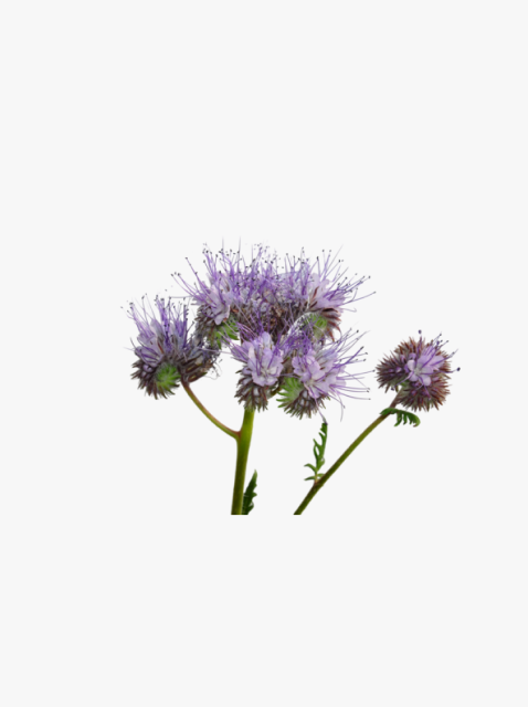 collection_image