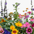 Mixtures – seeds collection at SeedsChoice