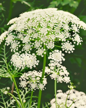 Graines de Toothpick The Giant (Ammi visnaga) – fleur annuelle bio