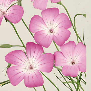Semillas de neguilla Milas (Agrostemma githago) – flor anual ecológica