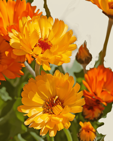 Goudsbloem Pacific Beauty zaden (Calendula officinalis) – biologische eenjarige bloem