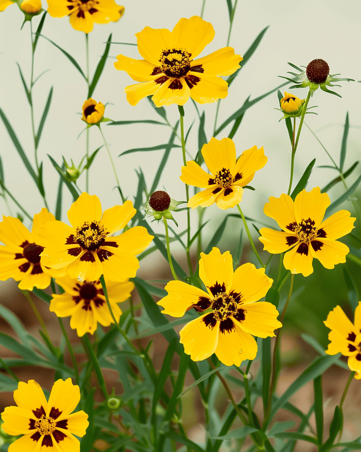 Tall Mixed Double Butter Daisy -siemenet (Coreopsis tinctoria) – luomusiementen yksivuotinen mix