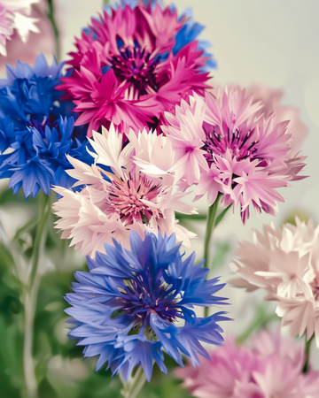 Graines de bleuet Mixed (Centaurea cyanus) – fleur annuelle bio
