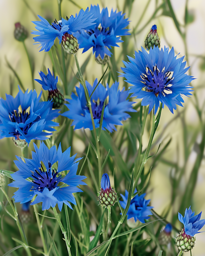 Semillas de aciano silvestre (Centaurea cyanus) – flor anual orgánica