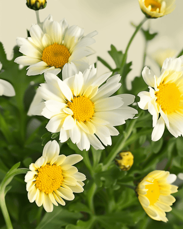 Żrieragħ Mixed Single Flowered (Chrysanthemum coronarium) – fjura annwali organika