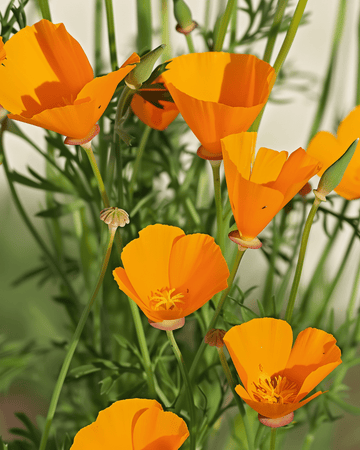 Aurantiaca Yellow Samen (Eschscholzia californica) – Bio-einjährige Blume