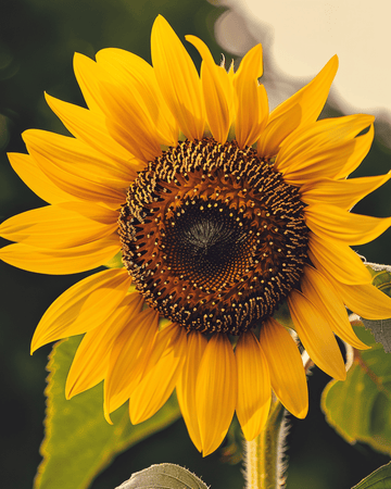 Graines bio de tournesol Single Giant (Helianthus annuus) – fleur annuelle