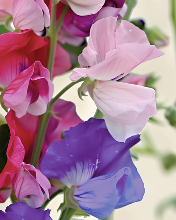 Duftwicke Spencer Mixed Samen (Lathyrus odoratus) – einjährige Bio-Blume