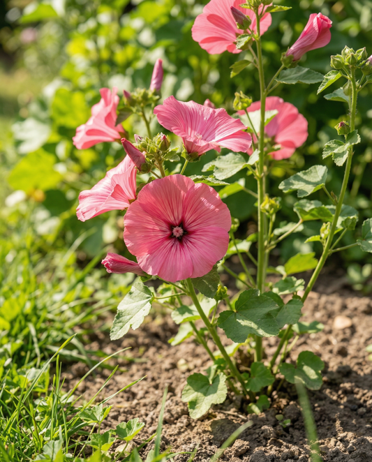 Malwa Rose Red Mix (Lavatera trimestris) – ekologiczne nasiona jednorocznych kwiatów od SeedsChoice