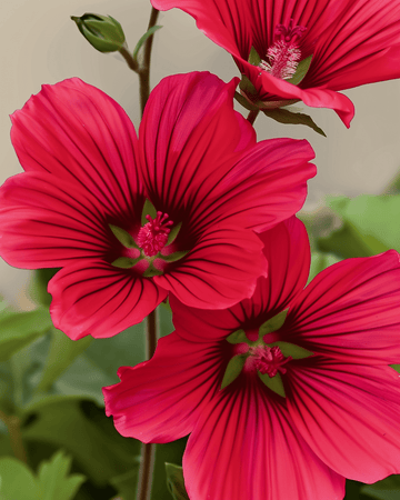 Żerriegħa Red Queen (Malope trifida) – fjura annwali organiċi