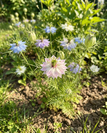 Nigelle de Damas Persian Jewel (Nigella damascena) – graines bio de mélange annuel de SeedsChoice