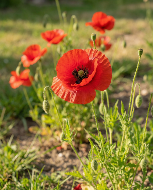Amapola (Papaver rhoeas) – semillas ecológicas de flor anual de SeedsChoice
