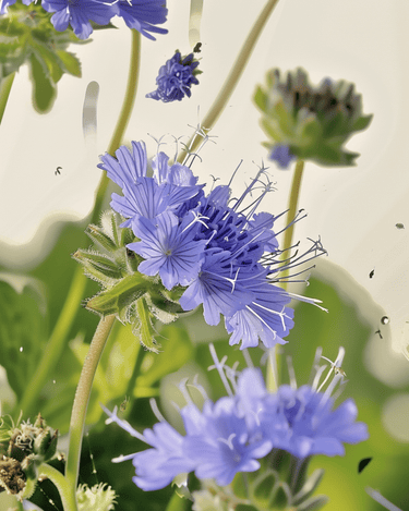 Ekologiska fröer Phacelia Tanacetifolia – ettårig blomma (Phacelia tanacetifolia) – ekologisk ettår…