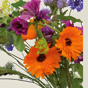 Graines For Bees Mix (Sinapis alba) – fleur annuelle bio