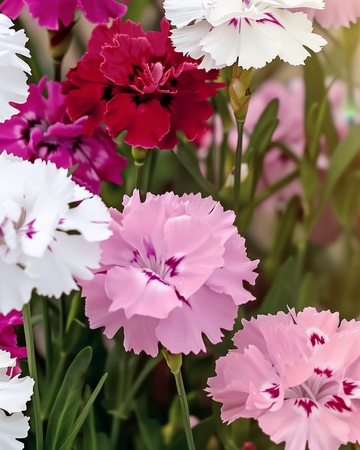 Sementes de Dianthus barbatus – mistura bienal orgânica
