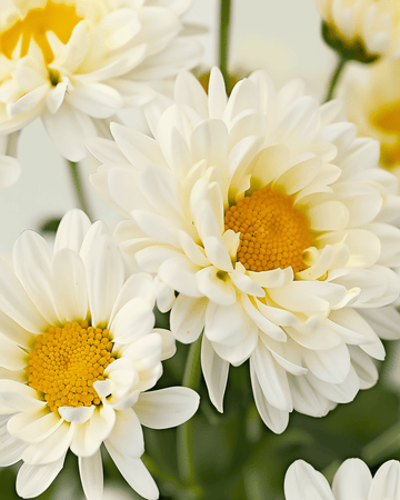 Nasiona margaretki olbrzymiej May Queen (Chrysanthemum leucanthemum) – organiczna bylina