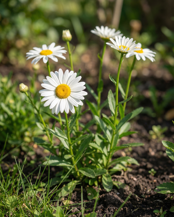 Margaretka olbrzymia May Queen (Chrysanthemum leucanthemum) – organiczne nasiona bylin od SeedsChoice