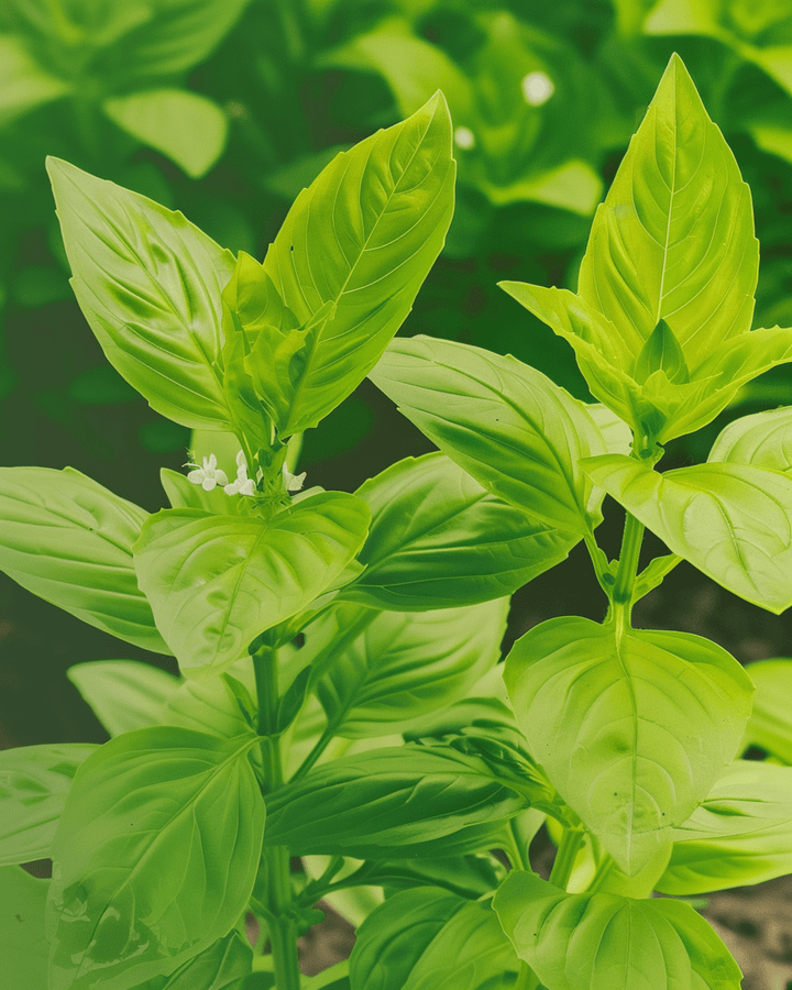 Semi di basilico limone (Ocimum basilicum) – erba annuale biologica