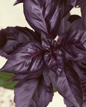 Basilikum Red Rubin Samen (Ocimum basilicum) – einjähriges Bio-Küchenkraut