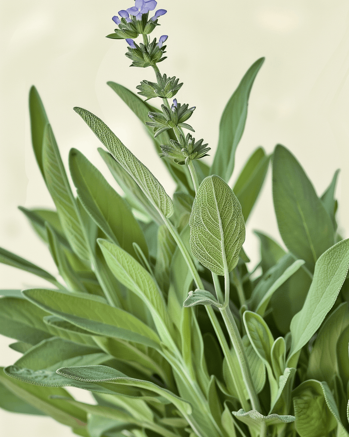 Sage seeds (Salvia officinalis) – organic perennial herb