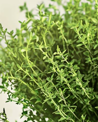 Thyme Samen (Thymus vulgaris) – Bio-Saatgut mehrjähriges Kraut