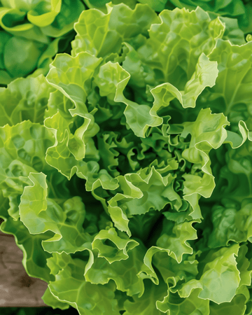 Endive Nummer Vijf 2 -siemenet (Cichorium endivia) – luomuvihannes, yksivuotinen