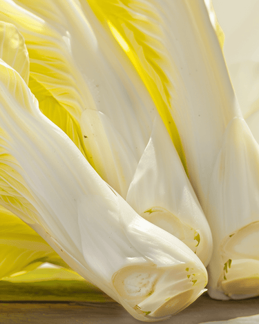 Witlof Brussels zaden (Cichorium intybus) – biologische tweejarige groente
