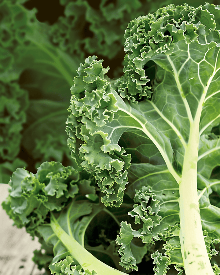Krauskål Westland Autumn frø (Brassica oleracea) – økologisk etårig grøntsag