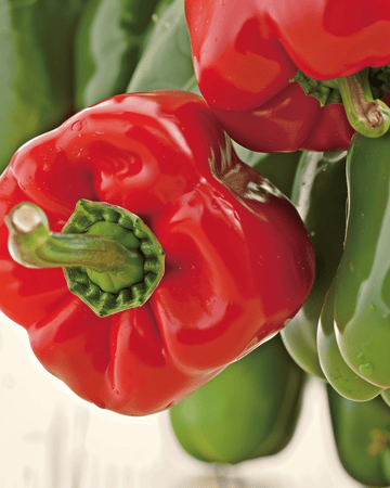 Semi di peperone dolce California Wonder (Capsicum annuum) – ortaggio annuale biologico