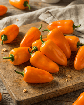 Sød snackpeber Flynn frø (Capsicum annuum) – økologisk etårig grøntsag