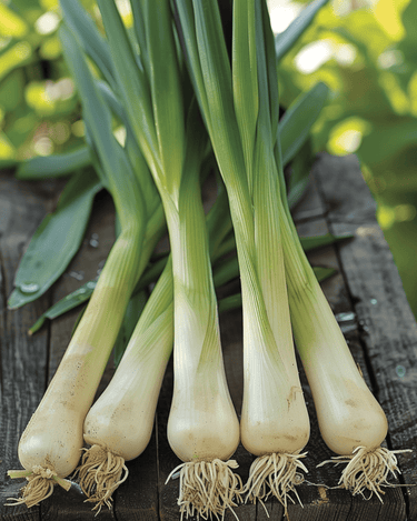 Leek Hannibal seeds (Allium porrum) – organic annual vegetable