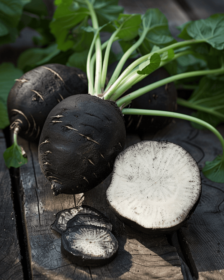 Spanish Black Round Winter Radish seeds (Raphanus sativus) – organic annual vegetable