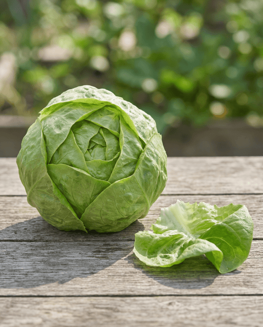 Salat Hilde Ii (Lactuca sativa) – Bio-Saatgut für einjähriges Gemüse von SeedsChoice