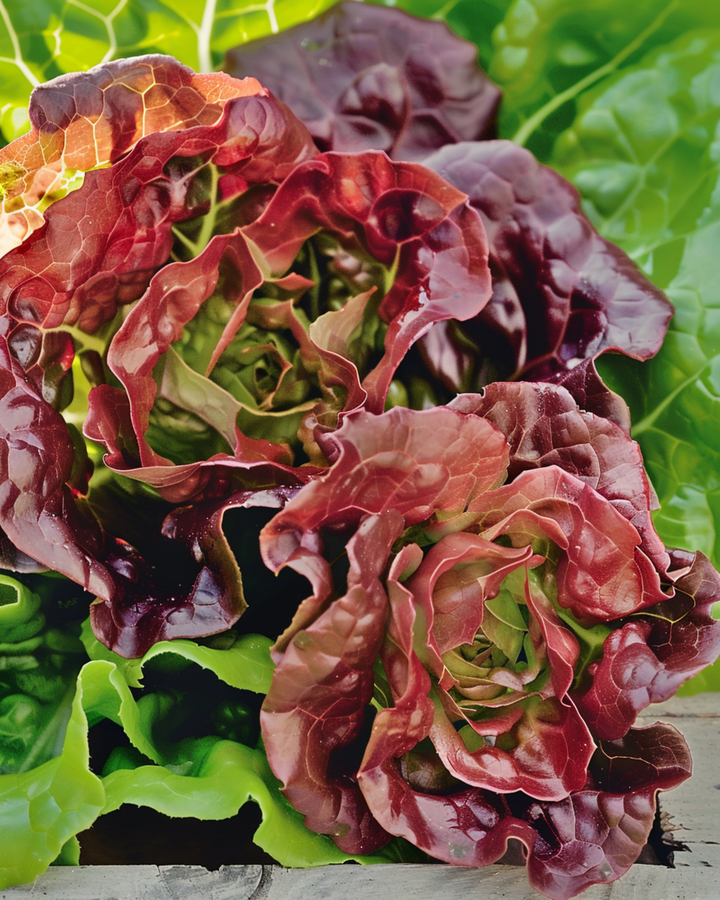 Salat Wonder Der Vier Jaargetijden Samen (Lactuca sativa) – Bio-Saatgut, einjähriges Gemüse