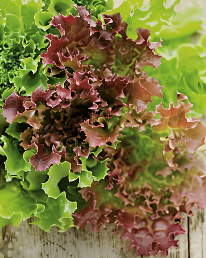Krølsalat Lollo Rossa frø (Lactuca sativa) – økologisk etårig grøntsag