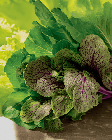 Graines de Mesclun (Brassica juncea) – mélange annuel bio