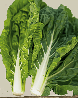Swiss Chard Seeds Organic Beta Vulgaris White Silver 2 Annual