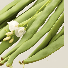 Runner Bean Seeds Emergo Organic Phaseolus Coccineus Annual