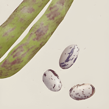 Semillas de judía seca Stamkievit (Phaseolus vulgaris) – hortaliza anual ecológica