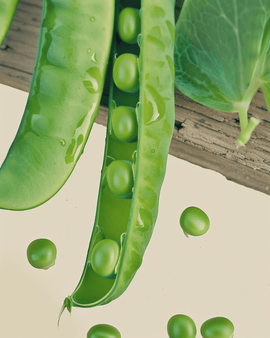 Karina Pea Seeds Organic Pisum Sativum Annual
