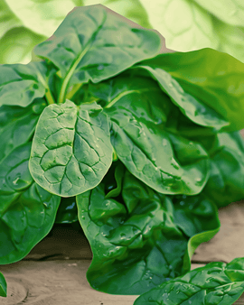 Spinach Winterreuzen Seeds Organic Spinacia Oleracea Annual