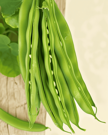 Fridjébönfrön Maxi (Phaseolus vulgaris) – ekologisk ettårig grönsak