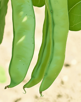 Broad Bean Seeds Organic Vicia Faba Annual Witkiem Variety 50g