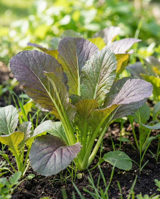 Semi di senape Red Giant (Brassica juncea) – erba annuale biologica da SeedsChoice