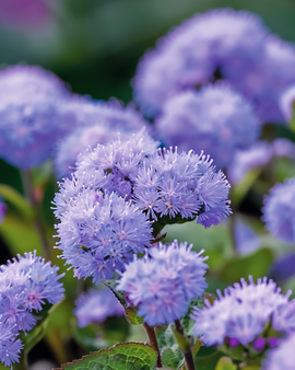 Floss Flower Seeds Ageratum Houstonianum Annual Blue Mink
